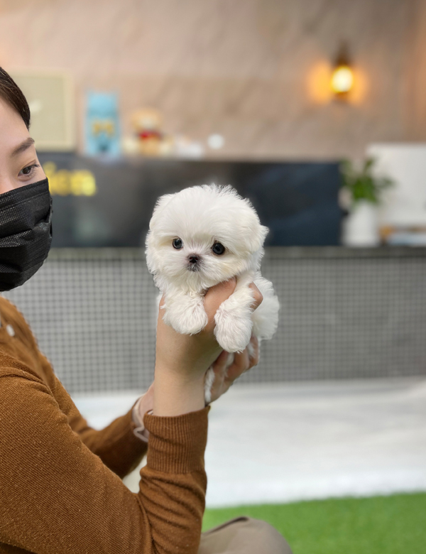 강아지 썸네일